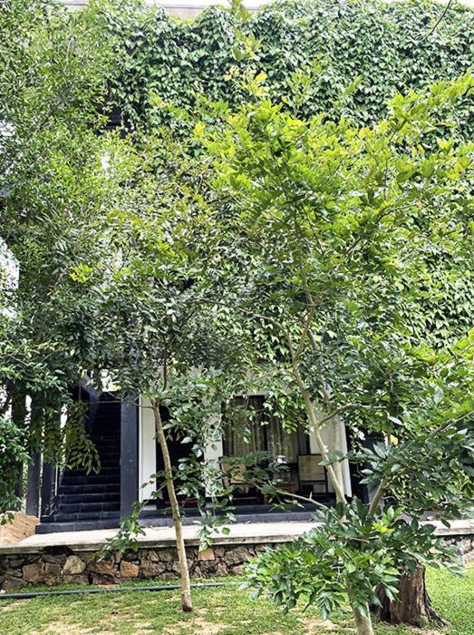 Dambulla Rock Arch Panzió Kültér fotó